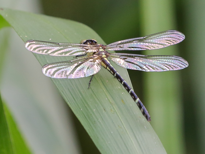 J19_9403 Microgomphus wijaya female.JPG